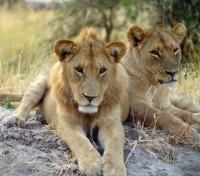 Lions